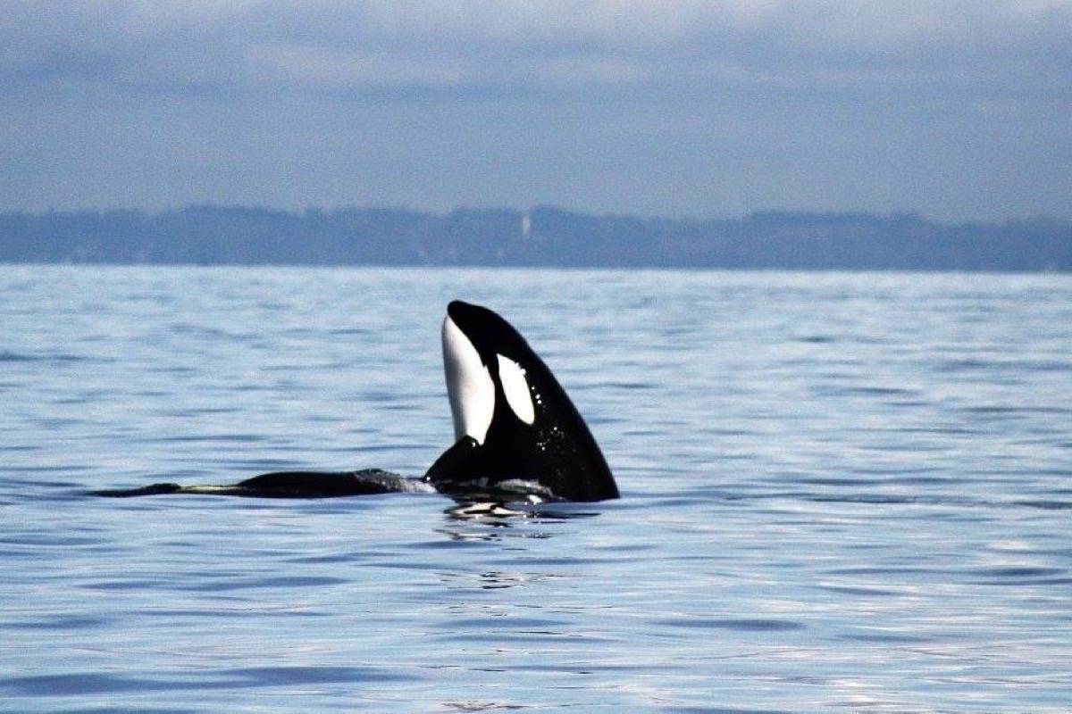 Feds announce measures to protect endangered whale species