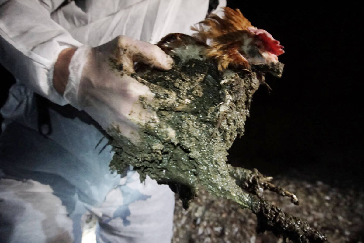 Disturbing video allegedly taken in two Abbotsford farms have prompted a series of investigations. Photo via PETA.