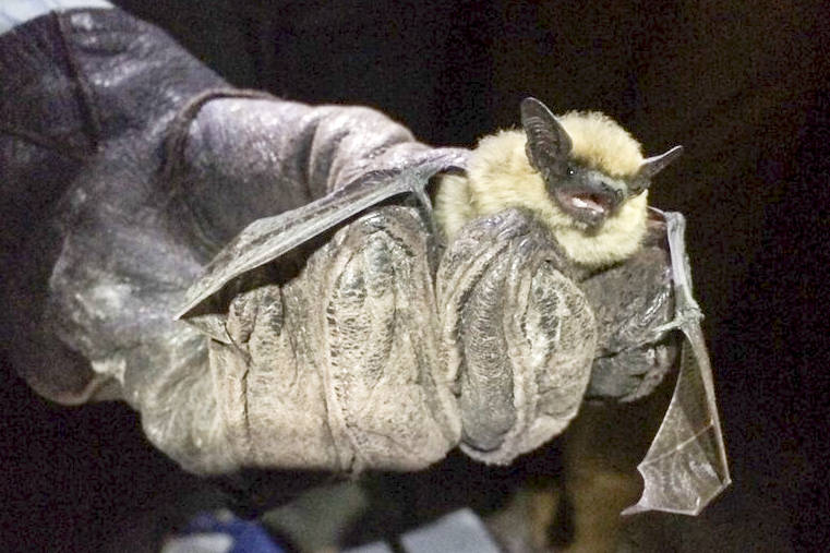 Audio recordings of echolocation calls indicate the tiny canyon bat is extending its range into B.C. (Photo by Maura Thoenes, iNaturalist.org)