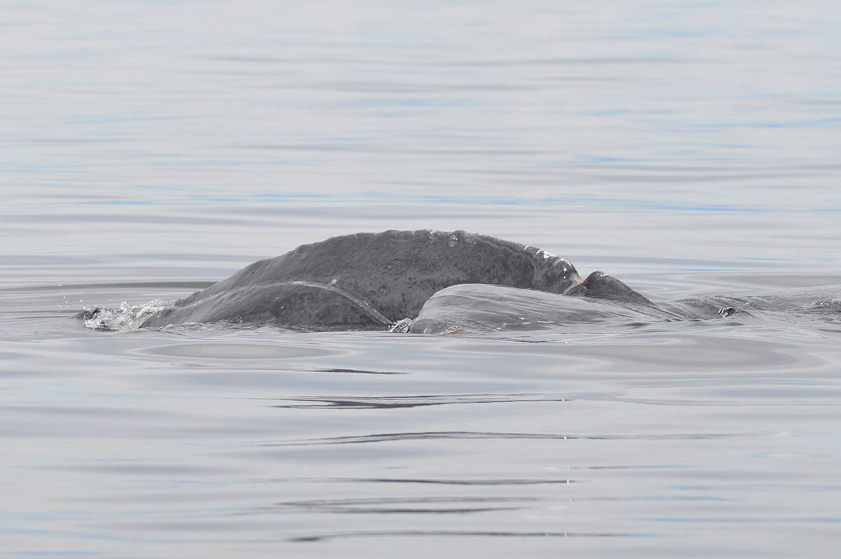 This photo shows the fresh, deep gash on a humpback whale. Photo courtesy Peter Hamilton/Lifeforce Ocean Friends