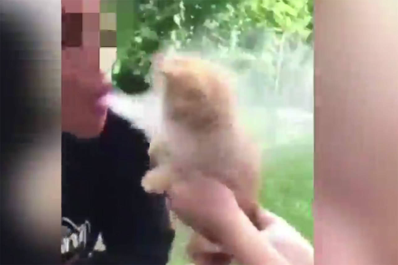 A still from one of two videos shared on social media depicting young people in Chilliwack blowing smoke from a bong in the face of a kitten. The teens have been attacked on digital media and the BC SPCA is investigating.