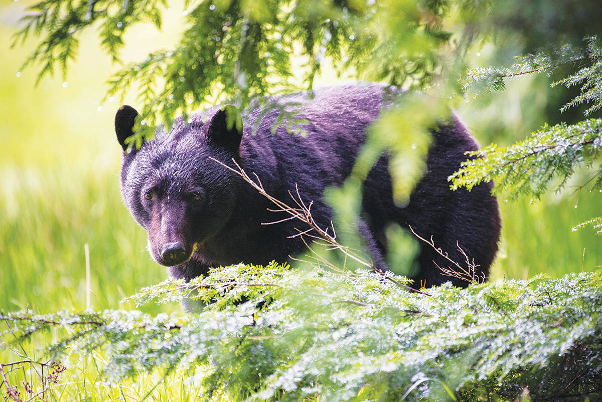 UPDATE: COS plans to trap and kill bear in Ucluelet