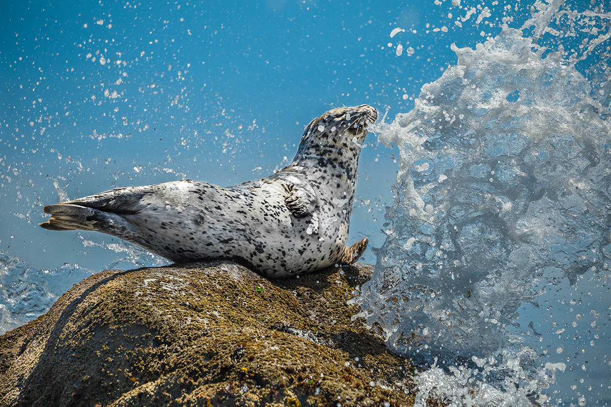 Last year’s winner, “Air Guitar Seal,” was taken by Mike Walsh. Photo courtesy of BC SPCA