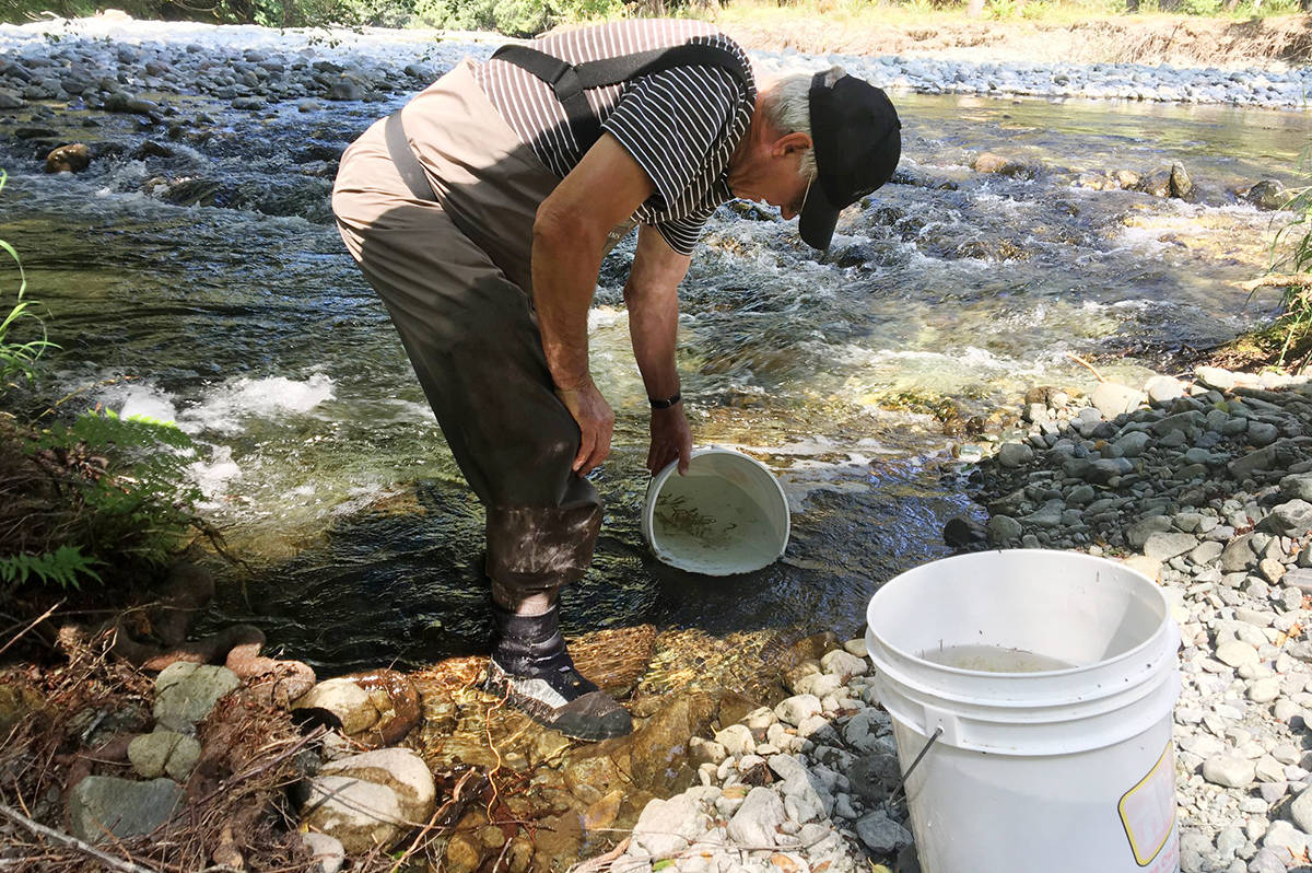 Fry are gathered in areas where the streams are drying up and released in safer habitat. (Cowichan Lake and River Stewardship Society photo)