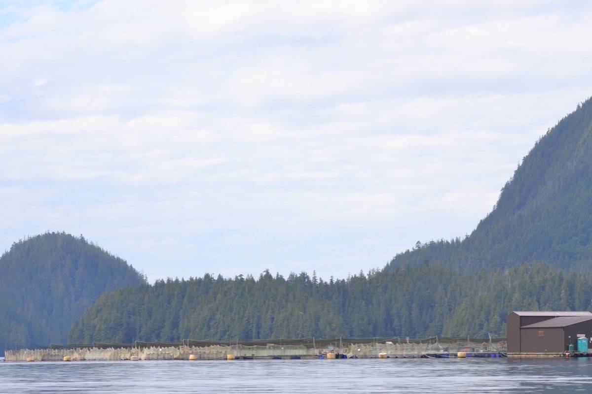 MP Fin Donnelly proposed a bill to get open-net fish farms, like the one pictured above located in Clayoquot Sound, out of the ocean and onto land. (Nora O’Malley / Westerly News)