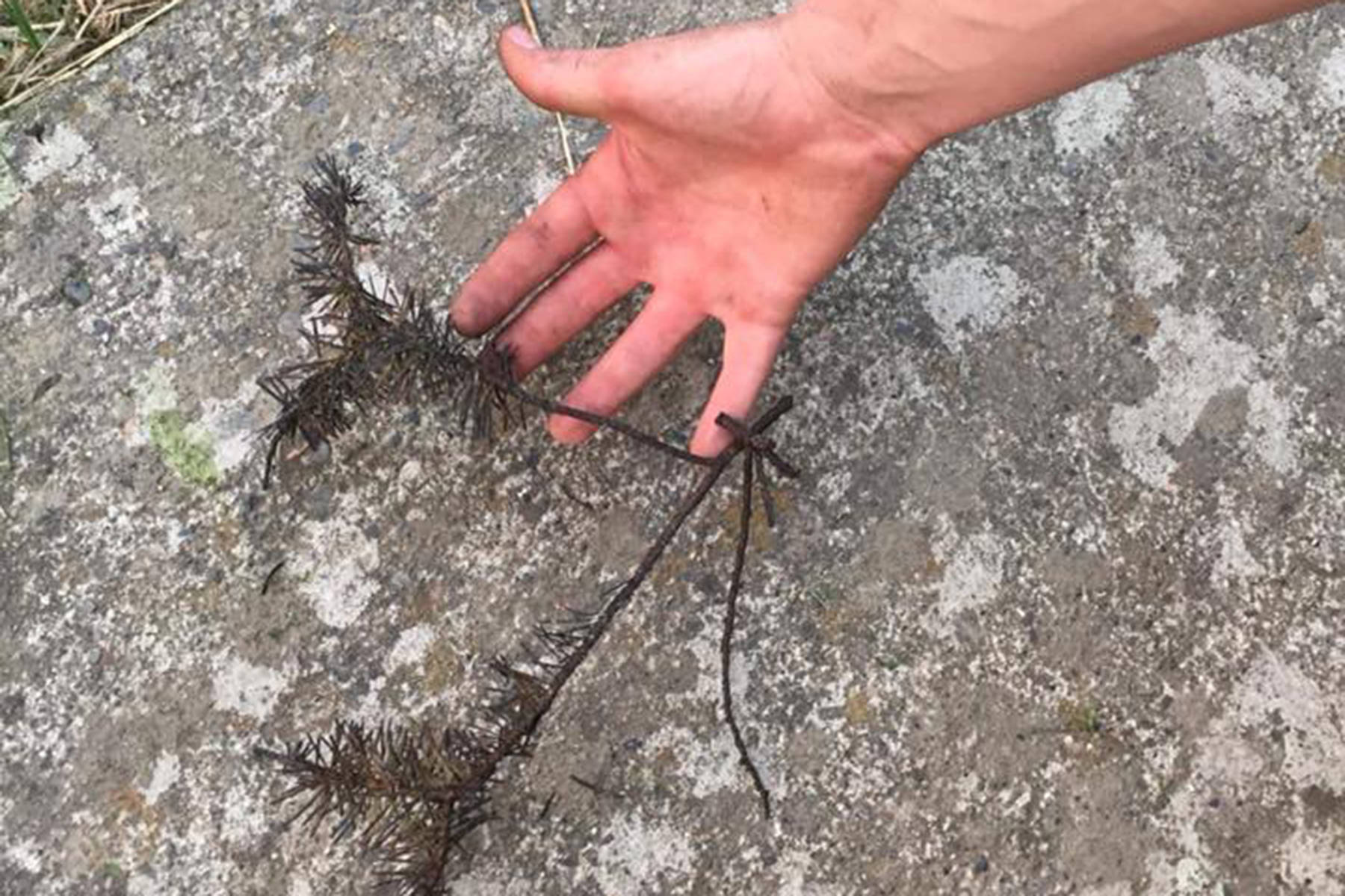 Burnt branches like this one a Keremeos resident sent into the Review are falling to the valley bottom floor in and around Keremeos along with embers and hot ash. The embers are coming from the Snowy Mountain Fire burning about 12 kilometers south of Keremeos (submitted photo)