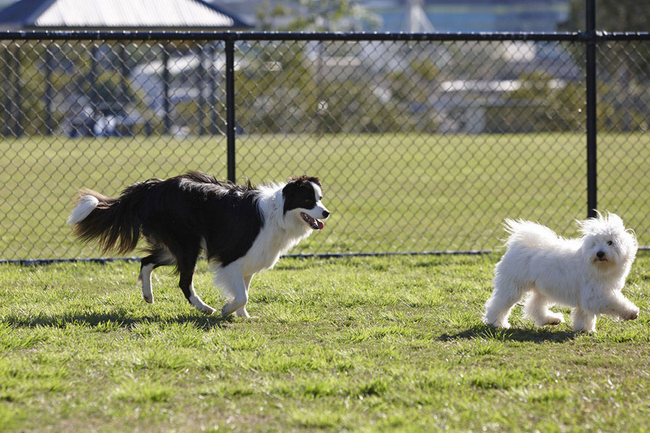 Victoria council voted to extend an off-leash pilot project at three local parks. They’ve also opted to shift the off-leash hours later by 30 minutes. Flickr