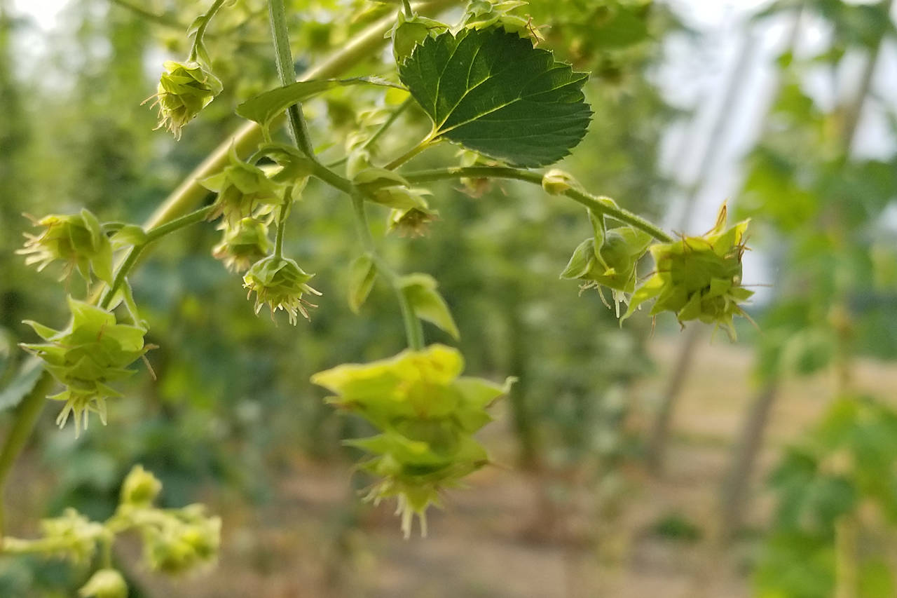 Saquatch hops are the first Canadian designed and patented hops world-wide, and they’re being grown in the Fraser Valley. (Sarah Gawdin/The Progress)