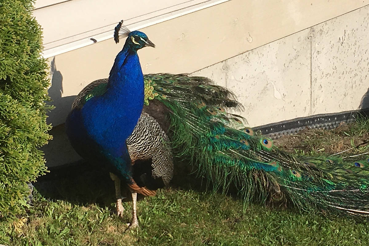 One of the many peacocks that reside in Surrey’s Sullivan Heights neighbourhood. (Photo: Amy Reid)
