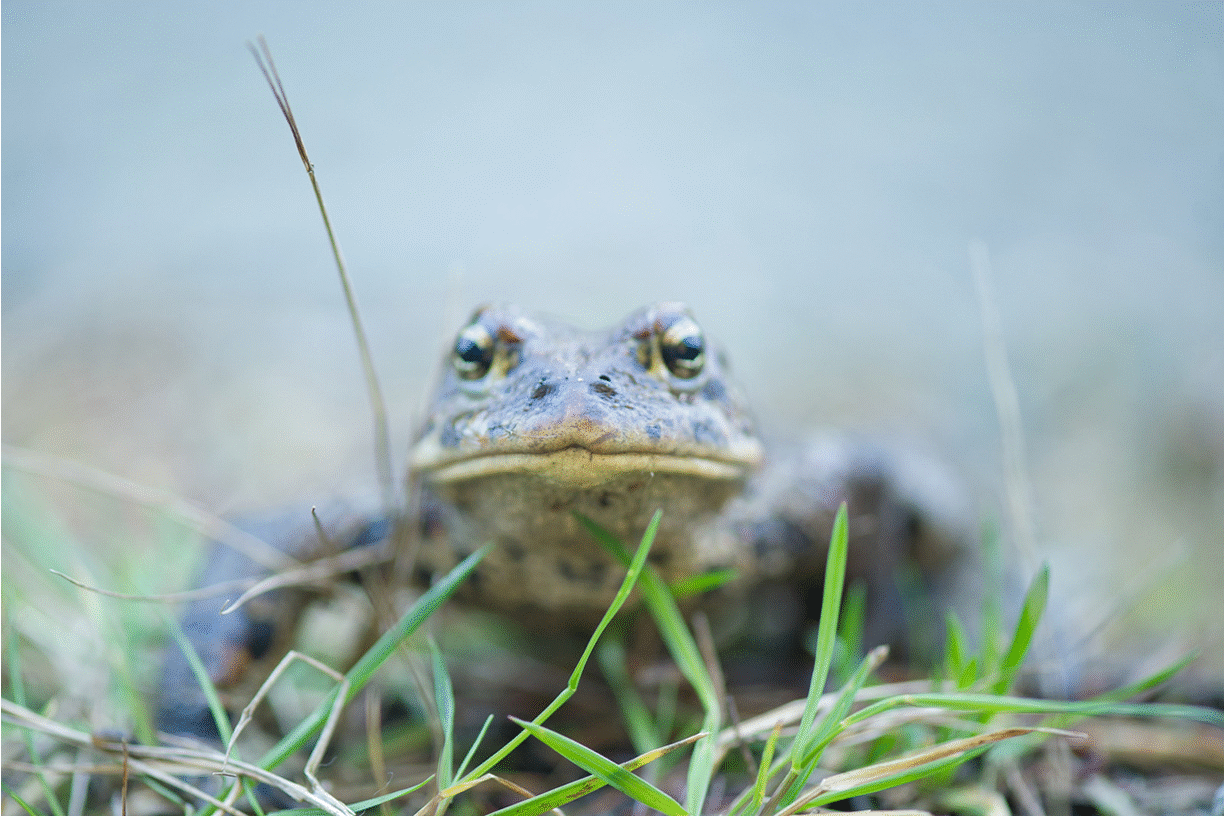 Documentary filmed in B.C. nominated in ‘Wildlife Oscars’’