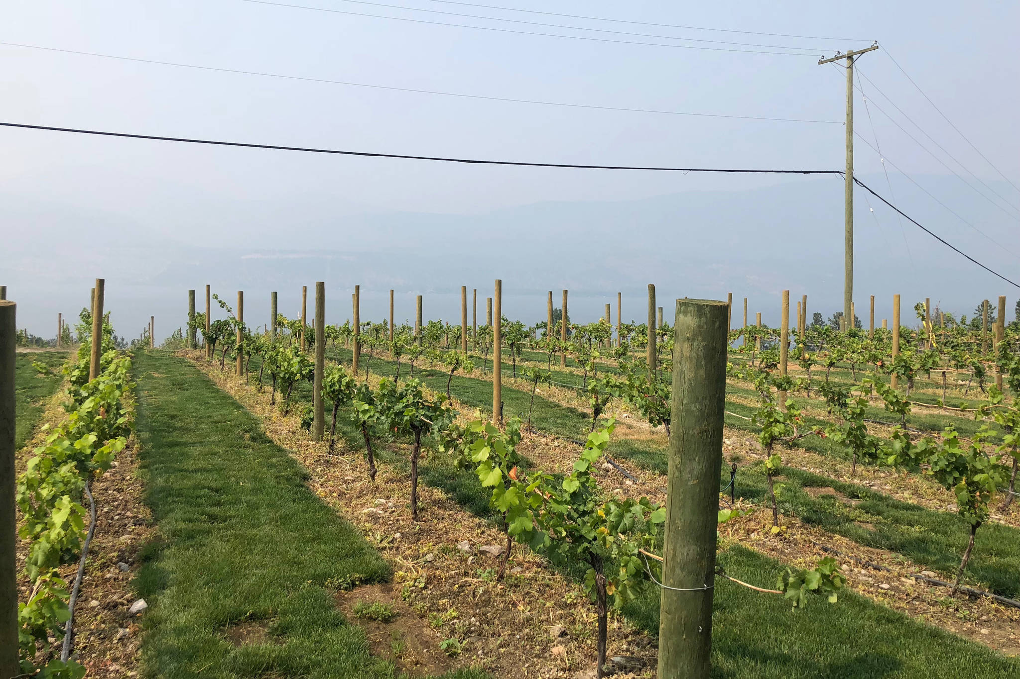 Smoke looms over the vineyard at 50th Parallel Winery in Lake Country //Sydney Morton photo