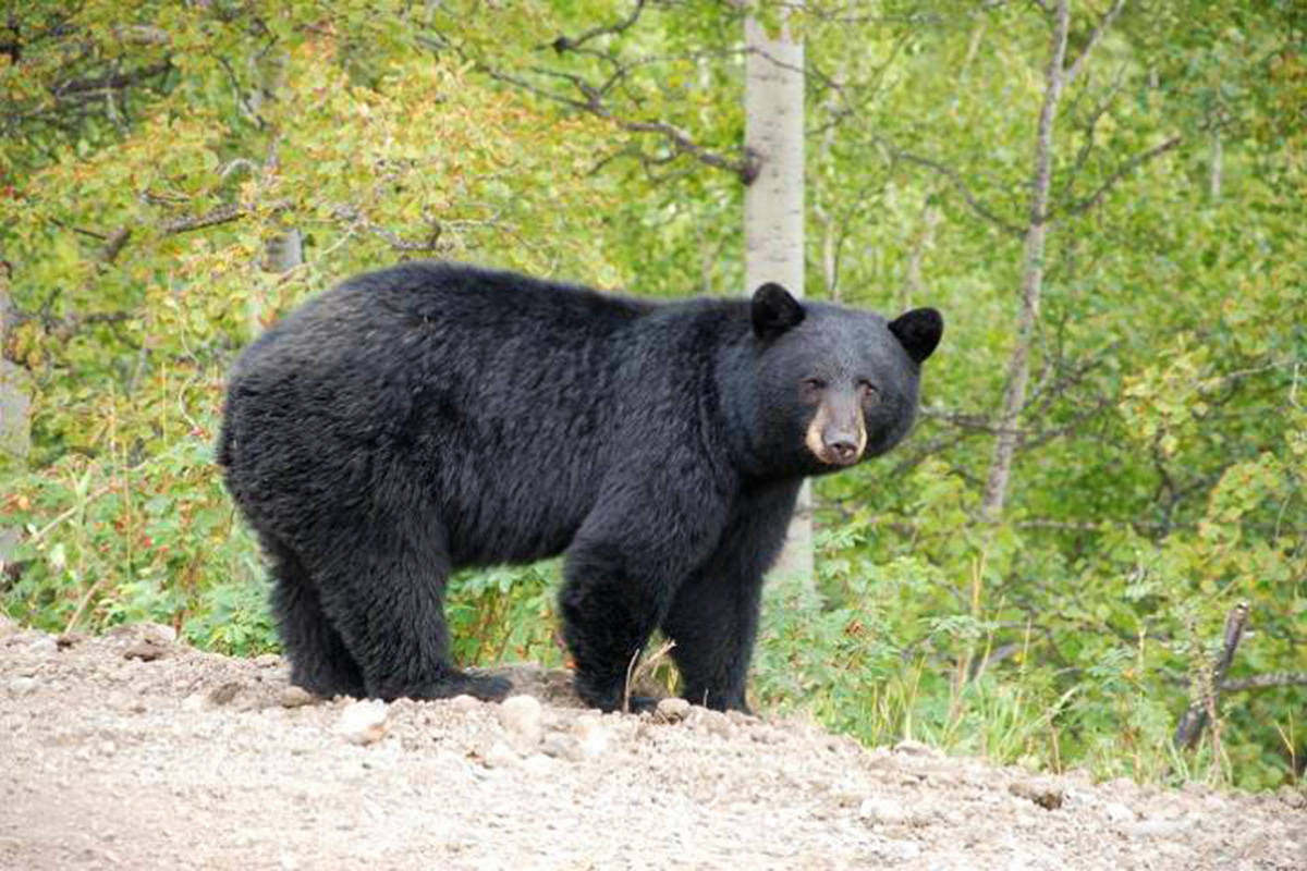 Bear encountered in rural Saanich