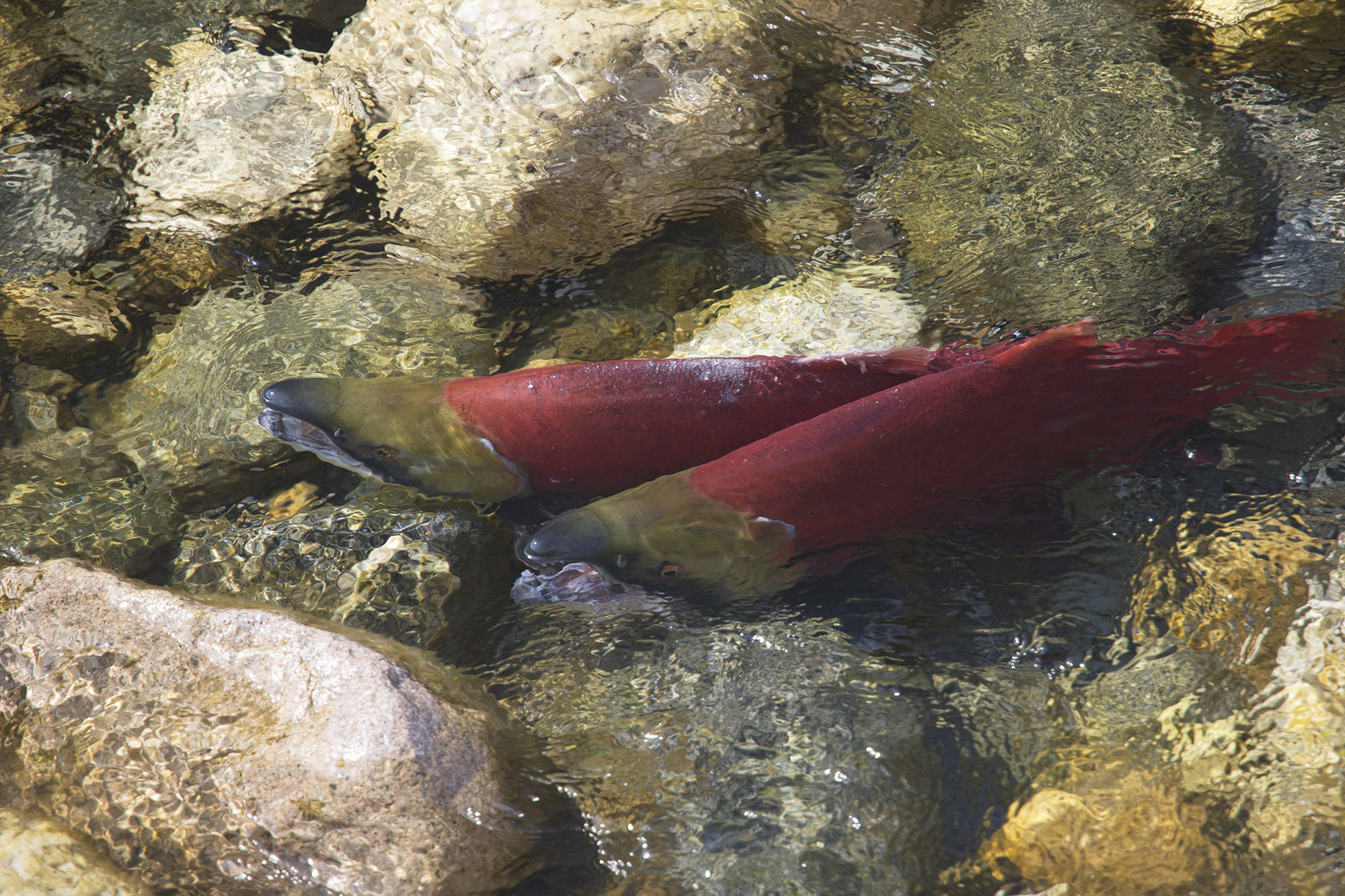 Video: B.C. sockeye salmon run creates a beautiful spectacle