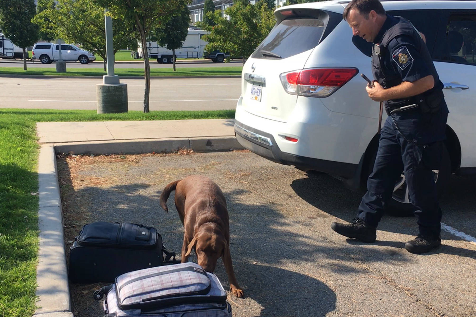Roca sniffs out a hidden gun during a demonstration under the watchful eye of CBSA detector/dog handler Stephen Robinson.                                Tara Bowie/Western News