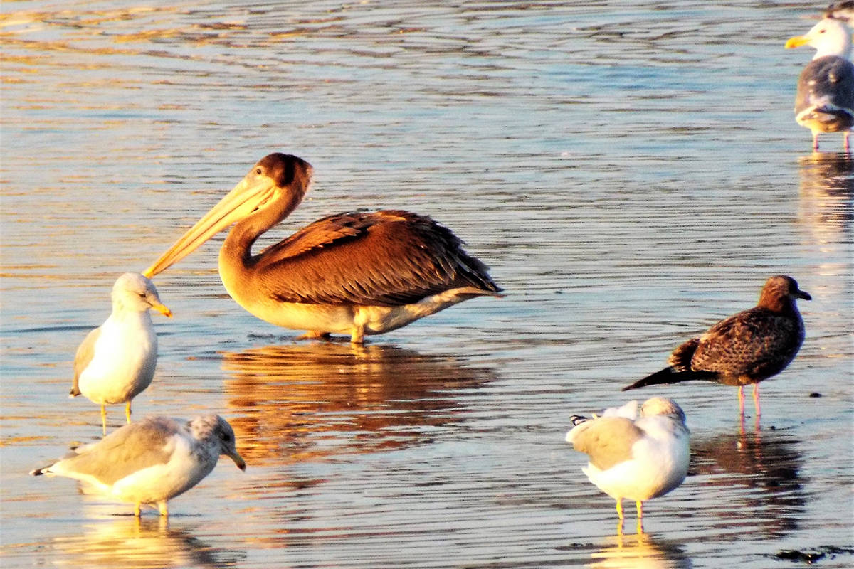 While most brown pelicans rarely venture far from their flocks, this bird seems to have taken a lone holiday, far to the north of its usual range. (Geoffrey Newell photo)
