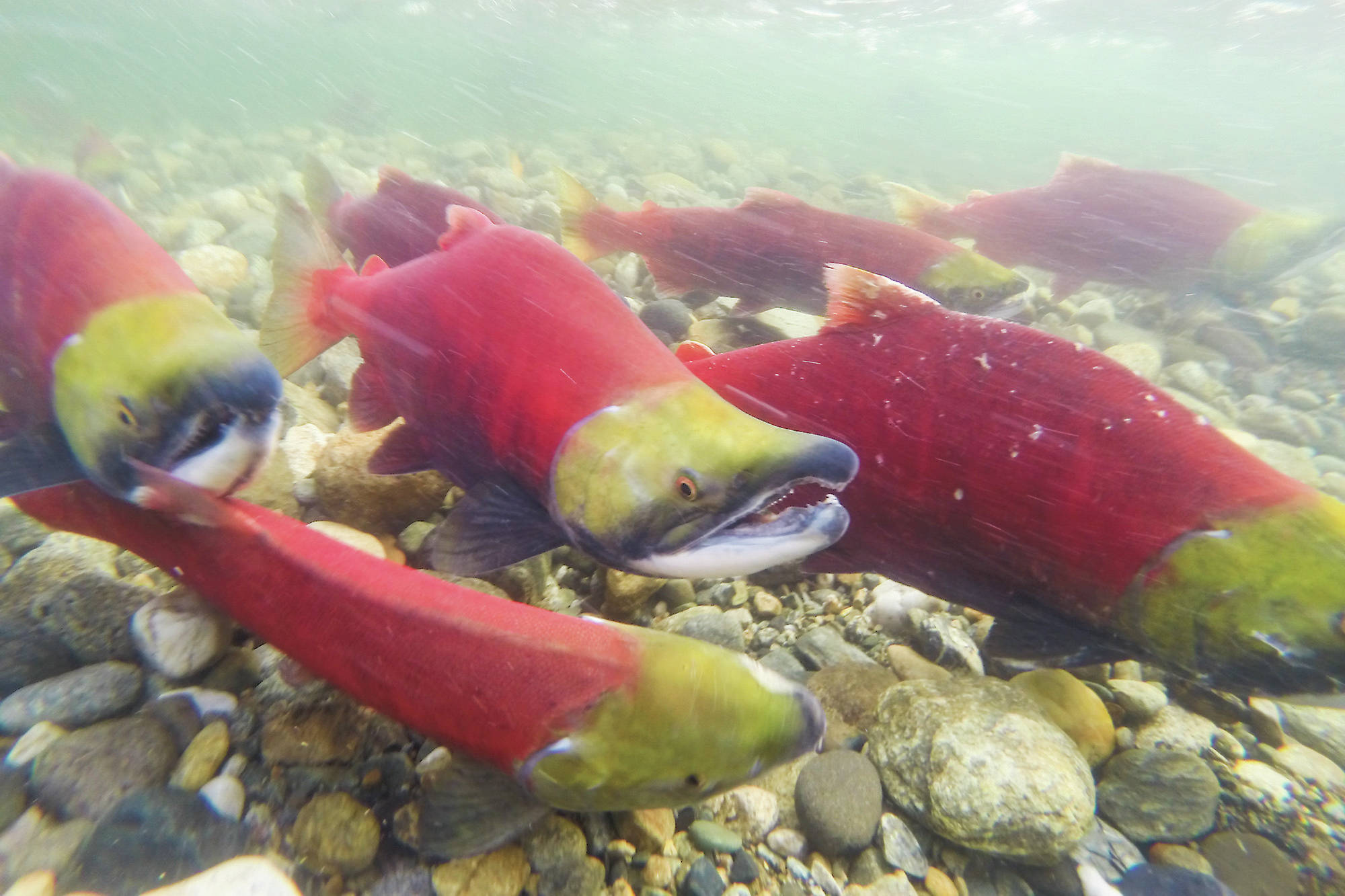 Summer sockeye stocks have been returning to spawning grounds at Scotch Creek and Anstey and Seymour rivers while late-run sockeye that call the Shuswap home, including the Adams and Eagle rivers, will soon be on their way. (File photo)