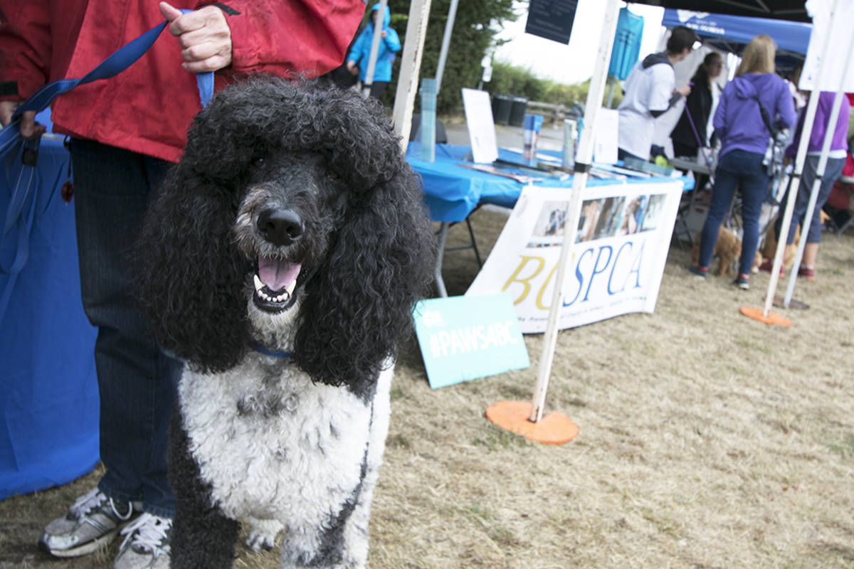 Hundreds of dogs and their humans participated in Paws For A Cause in Victoria Sunday. The 2km walk, a fundraiser for the BC SPCA, raised nearly $45,000. Kristyn Anthony/VICTORIA NEWS
