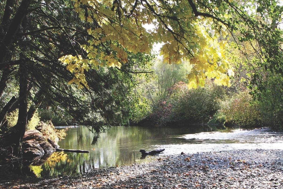 Water levels in the Koksilah River dropped to a critical point last summer. (Citizen file)