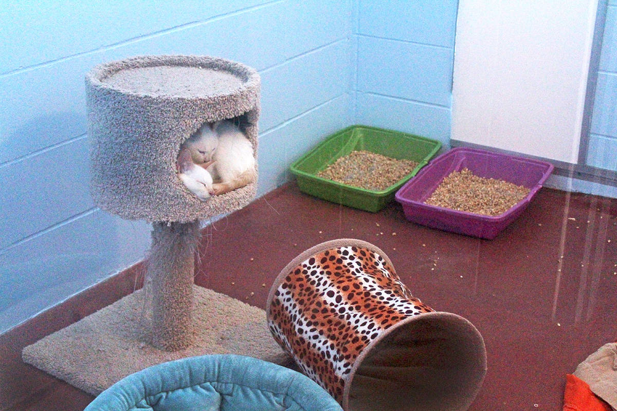 A total of 64 cats and kittens have been surrendered to the BC SPCA South Okanagan-Similkameen branch on Sept. 18.                                Jordyn Thomson/Western News