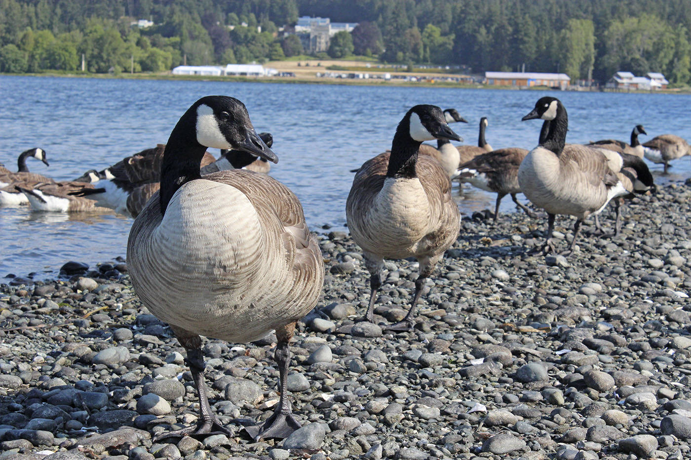 The number of Canadian geese, here seen in Esquimalt Lagoon, is set to hit 60,000 in 2037. (Black Press File)