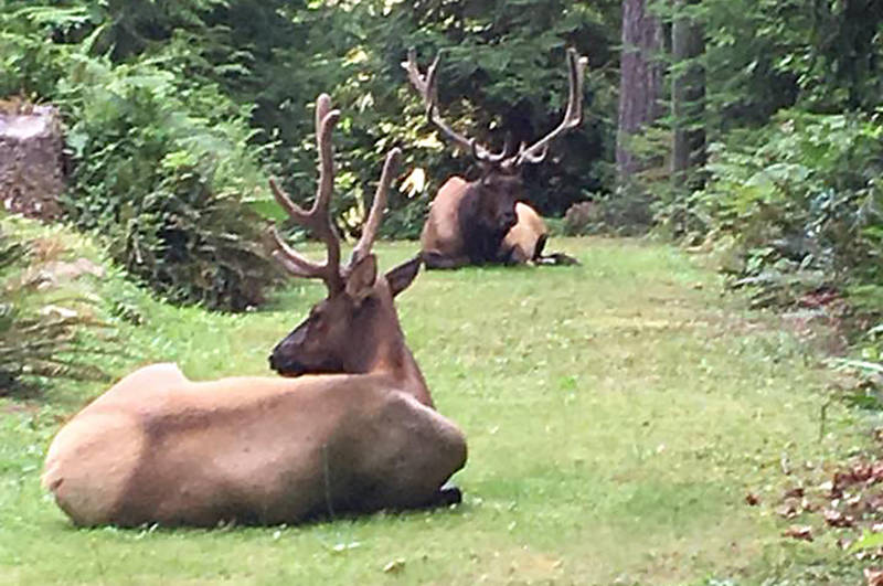 Big bulls like Bob and Henry may be seem friendly enough in summer but in the autumn rutting season, watch out, because tempers flare. (submitted)