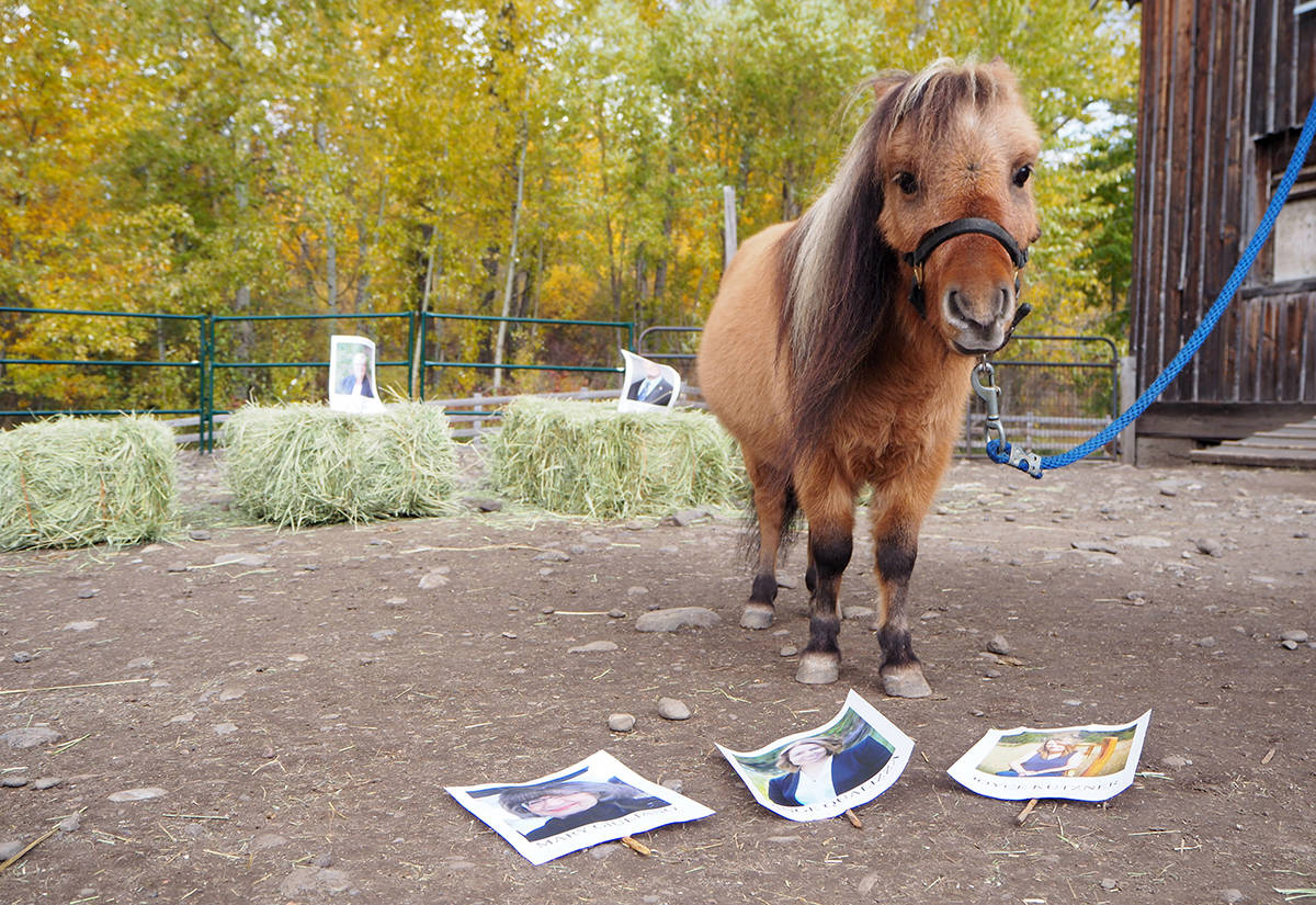 Yay or neigh? Cowboy the miniature horse predicts B.C. city’s next mayor