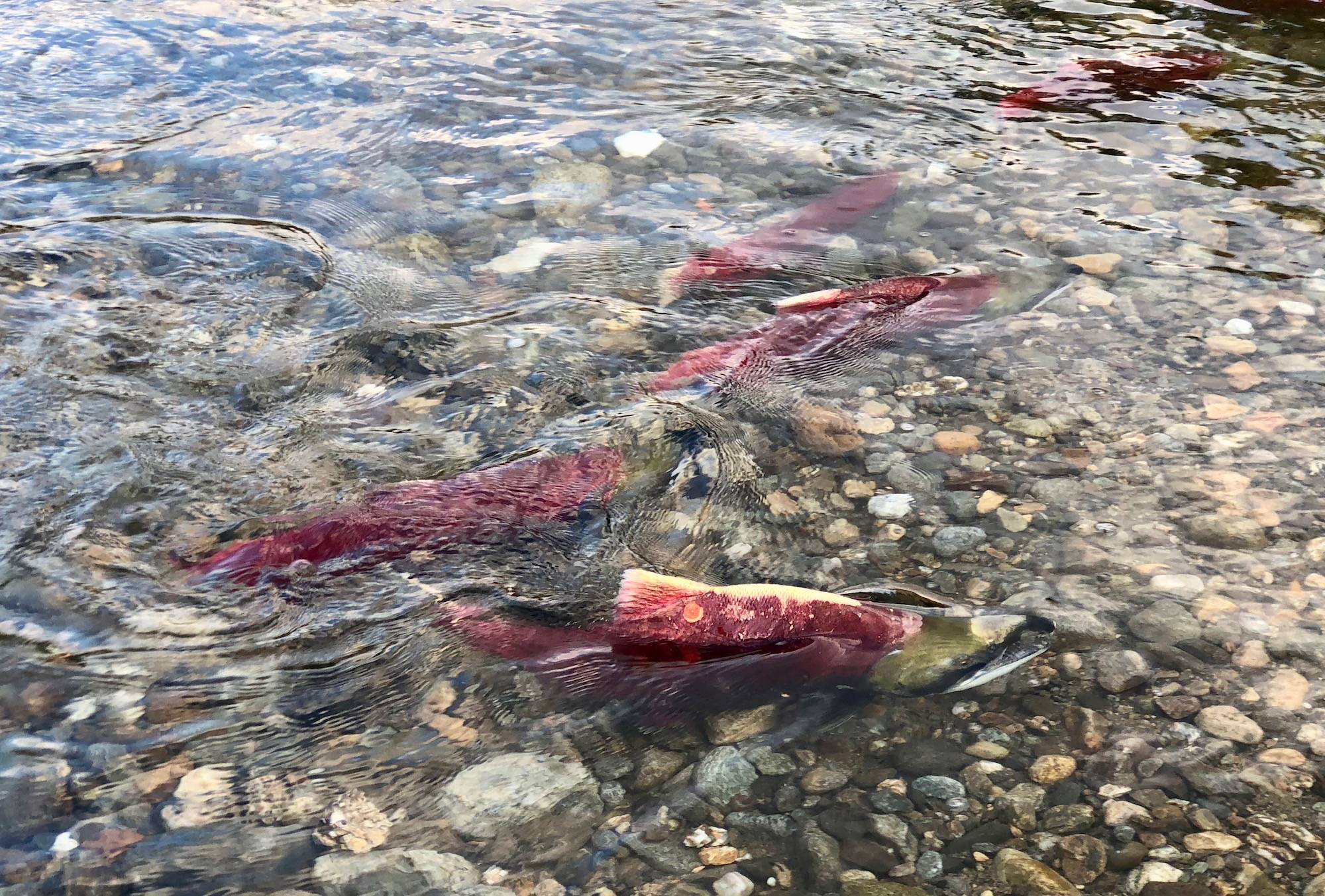 Hundreds lined the shores of Adams River on Saturday Oct. 13 (Carmen Weld/Black Press Media)