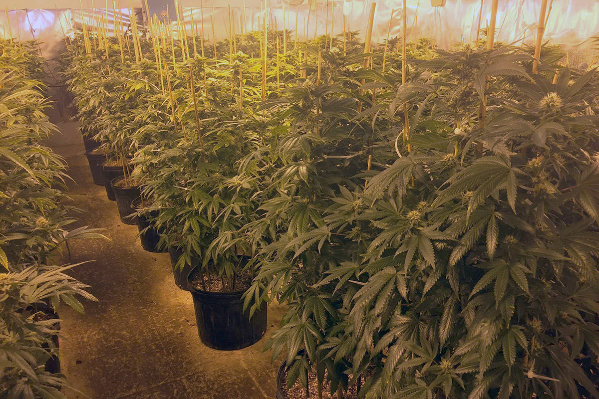 B.C. grow ops left in legal weeds post-legalization