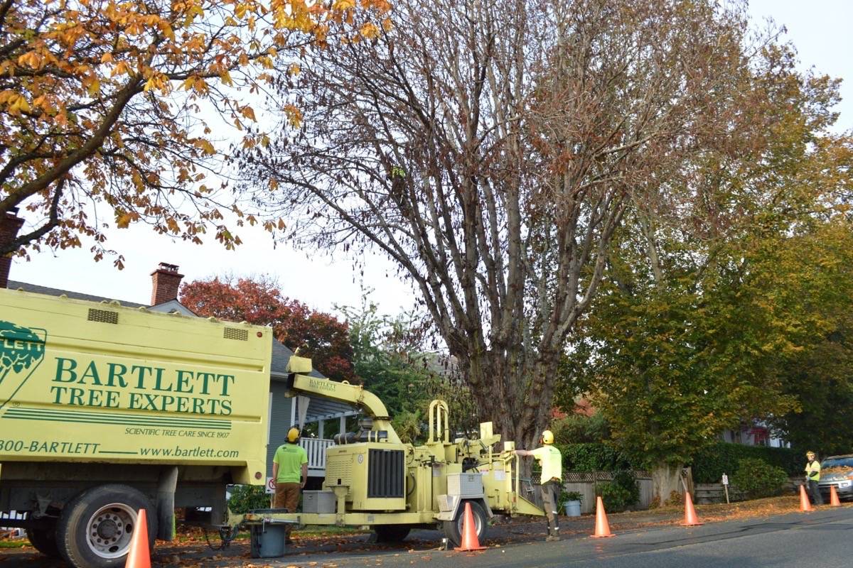 Bartlett Tree Experts removes a chestnut tree that was poisoned on Beach Drive in Oak Bay. (Flavio Nienow/News staff)
