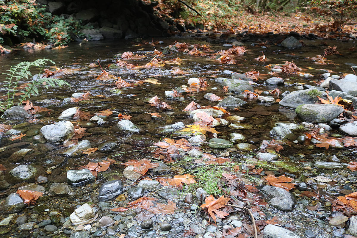 Goldstream River is still quite shallow in some spots, but will soon have thousands of salmon passing through to spawn. (Lindsey Horsting/News staff)