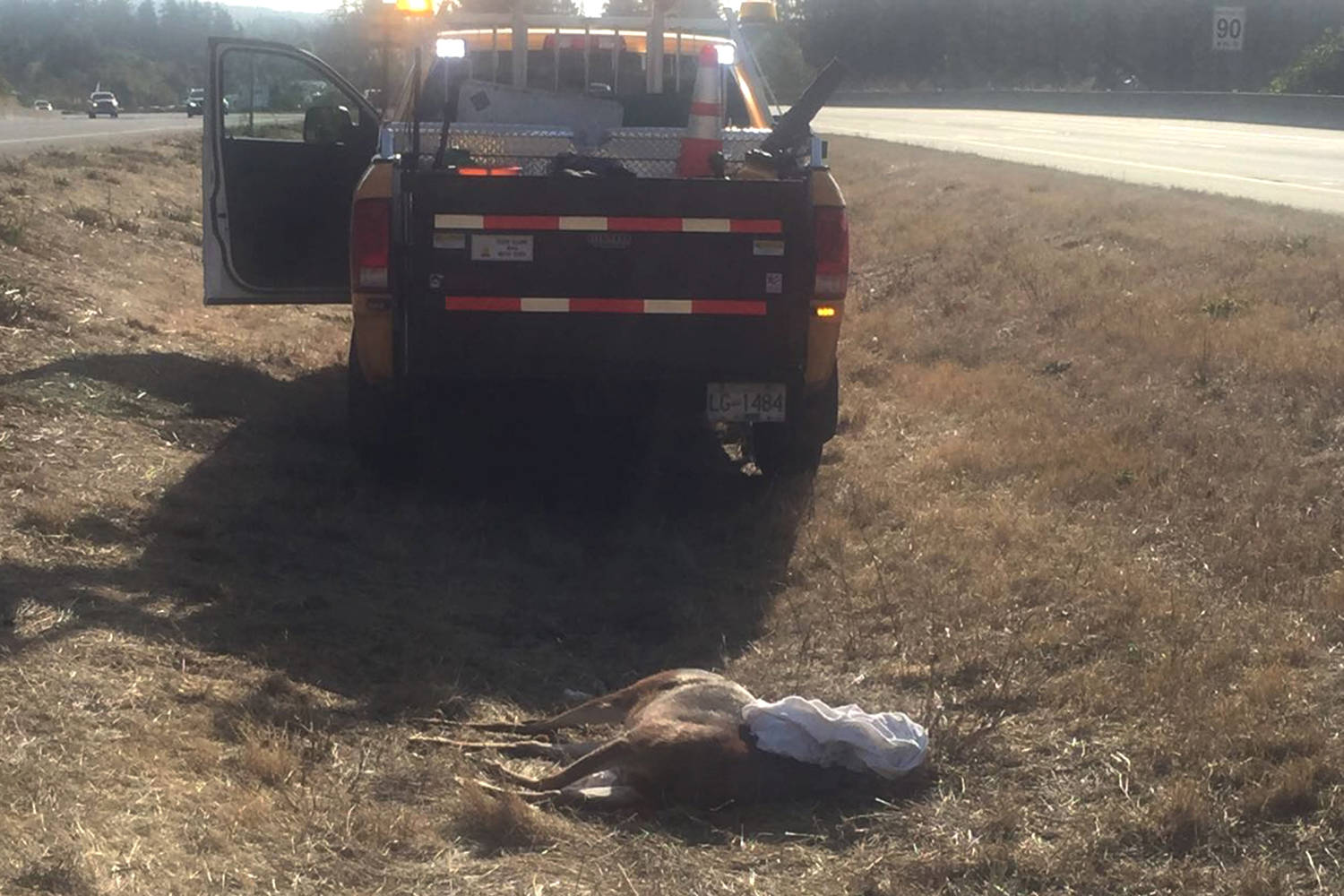 This picture from Mainroad Group shows the remains of a deer on the Trans-Canada Highway about to be picked up on Highway 1 in Greater Victoria. (Black Press file photo)