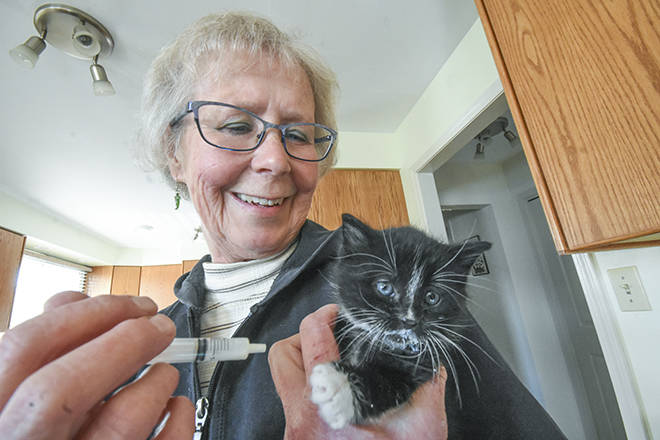 Okanagan feral kittens rescued from “certain death” now in foster care