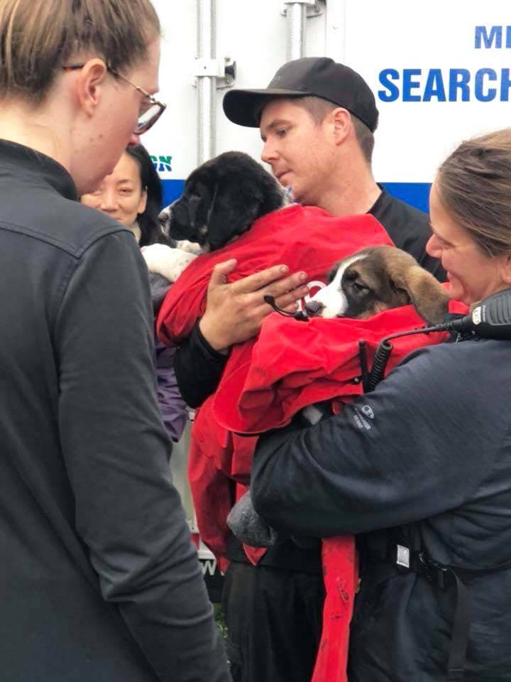 Two puppies saved after being trapped on a B.C. cliff for days
