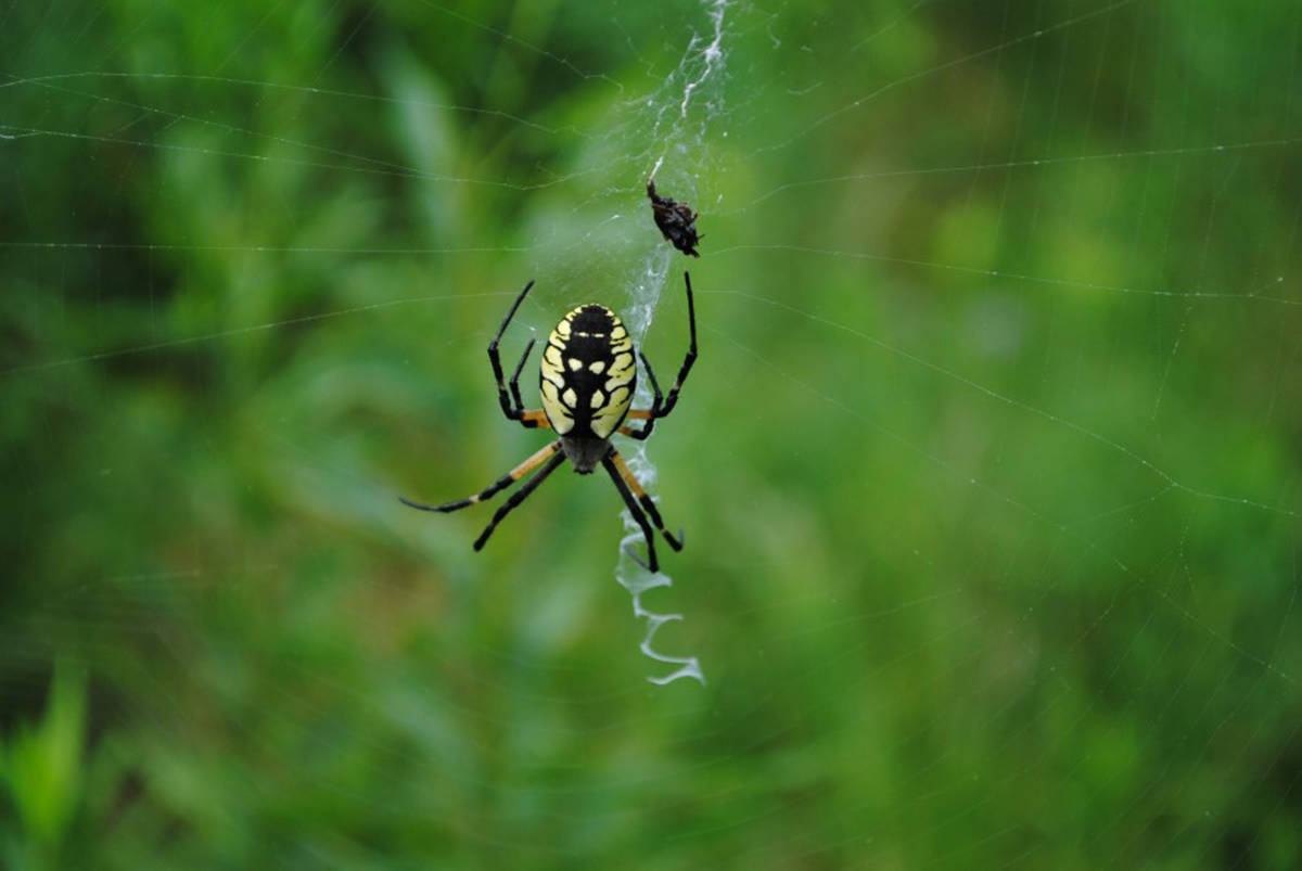 Garden spider. (Nature Conservancy of Canada photo)