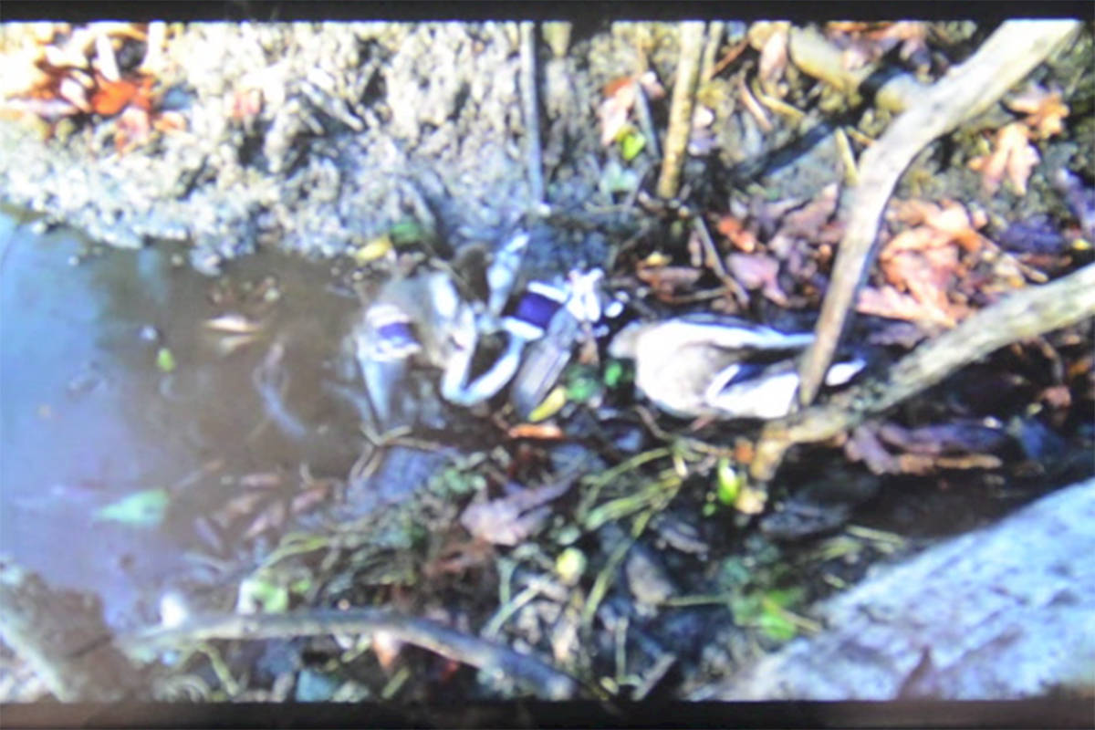 Still from a video of two ducks, one dead one caught by the wing, in a beaver trap in Chilliwack. (Submitted)
