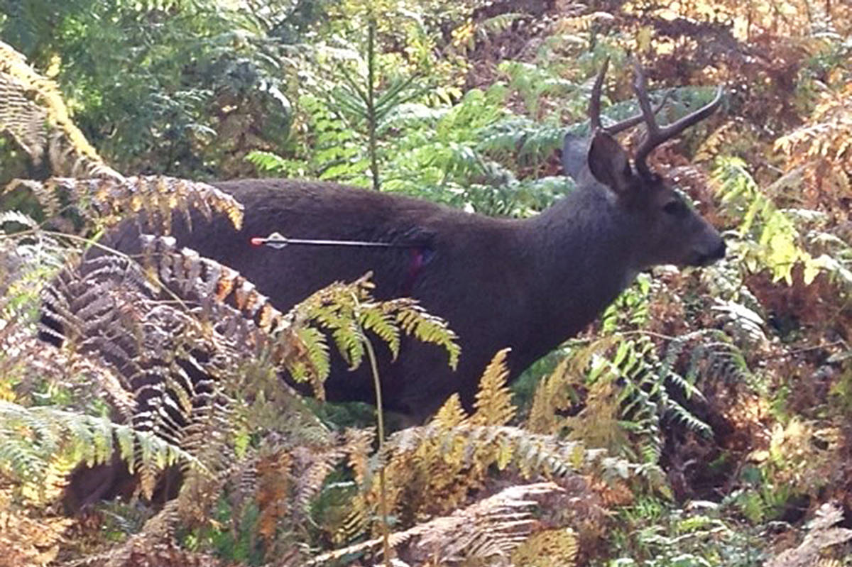 This injured deer was seen in the Fern Crescent area of Maple Ridge. (Contributed)