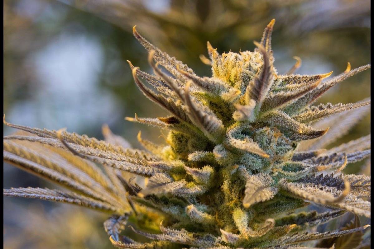 Laws on pot-impaired driving remain hazy