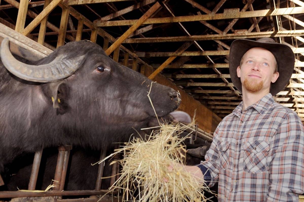 Brad Bennik, known in some circles as ‘Buffalo Brad’ feeds one of his water buffalo. File photo
