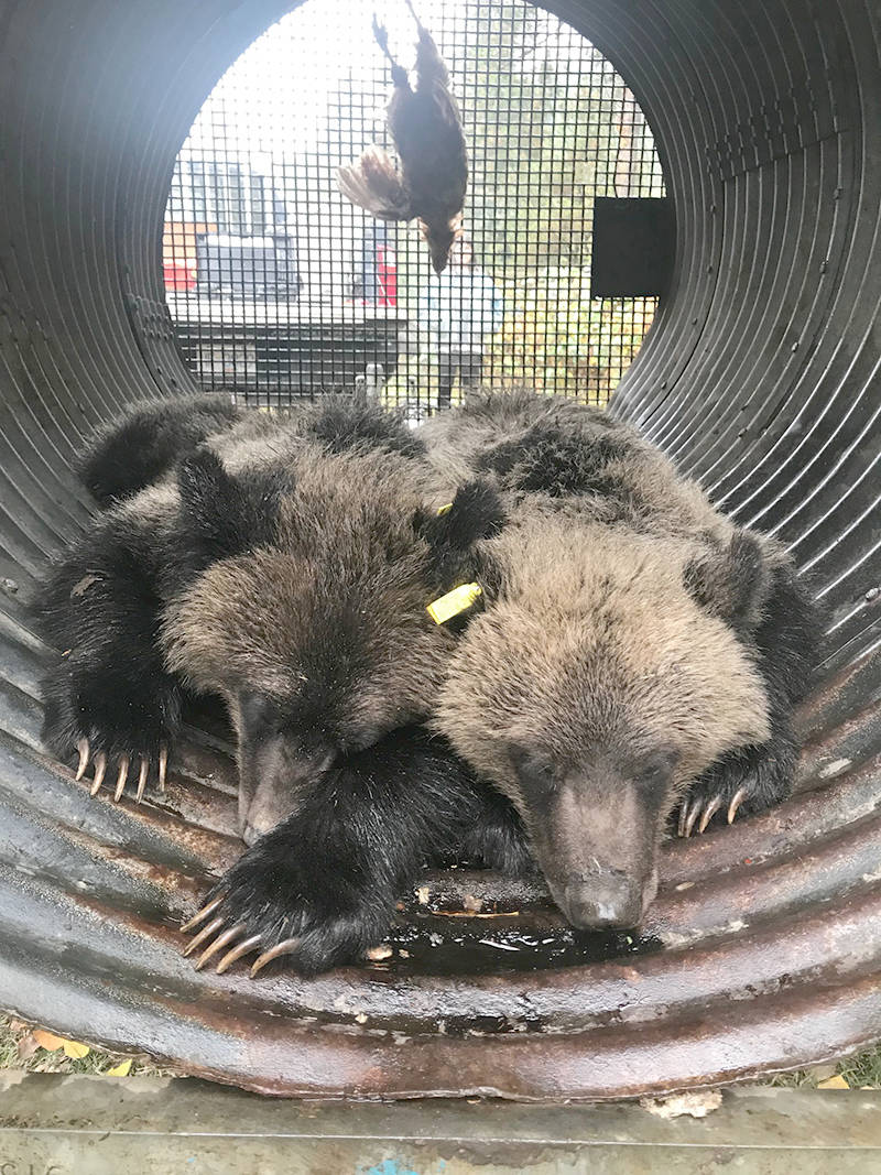 B.C. conservation officer says farmers not doing enough after 3 grizzlies killed