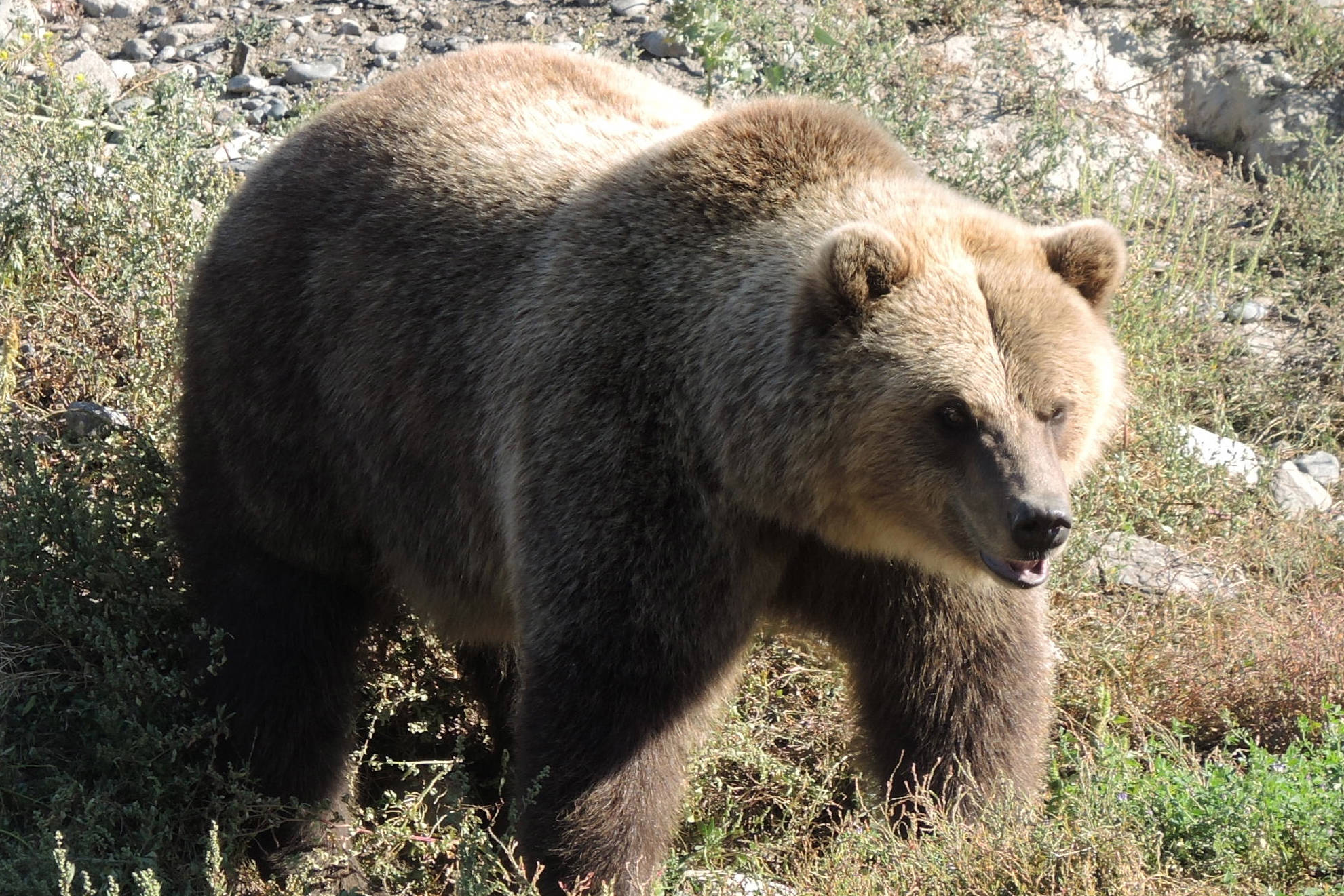 Grizzly bears, like the one shown in this file photo, are causing problems for local farmers. But conservation officers say local farmers have to do more to prevent harmful interactions.                                (File photo)