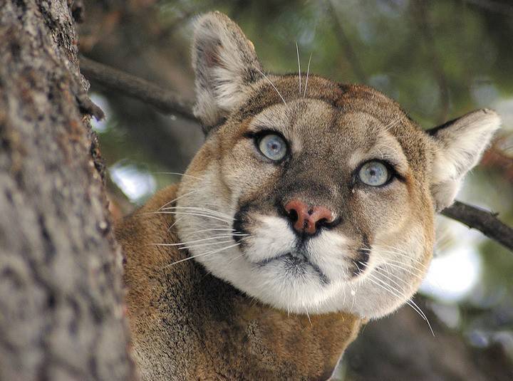 Ladysmith resident spots cougar roaming through backyard