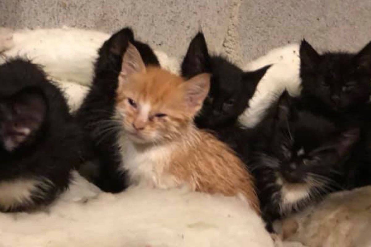 15 cats found, trapped in rubber containers, in a central Alberta ditch