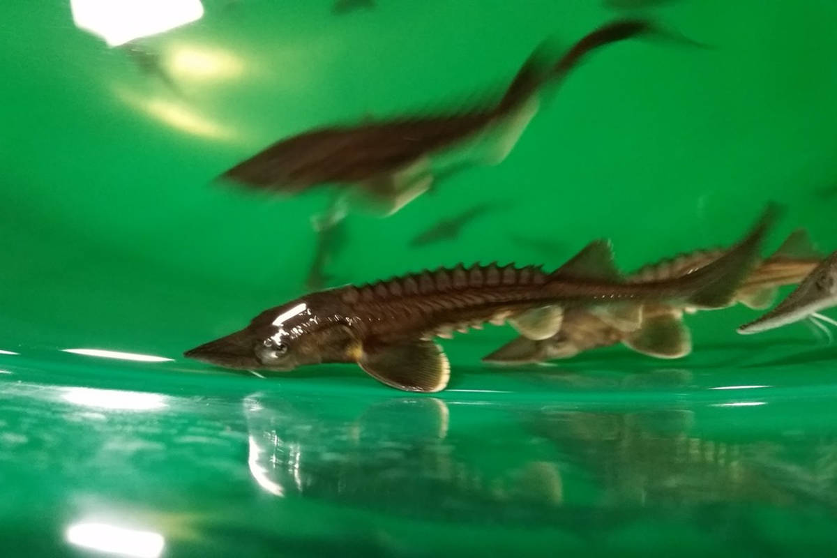 Healthy juvenile white sturgeon at the Nechako White Sturgeon Recovery Initiative’s hatchery in Vanderhoof. The young sturgeon are being preyed upon by otters in the Nechako watershed. Nechako White Sturgeon Recovery Initiative photo