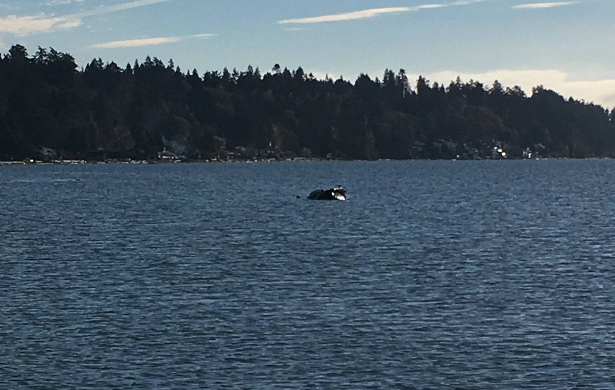 The whale near Tsawwassen shores on Nov. 16 (Kieran O’Connor/Black Press Media)