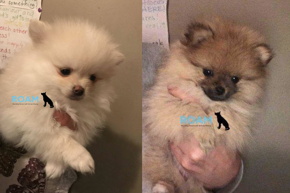 Stripe, cream male (left) and Mila, orange sable female with three white paws, have been reported stolen from a house in Langford. (Photo courtesy ROAM)