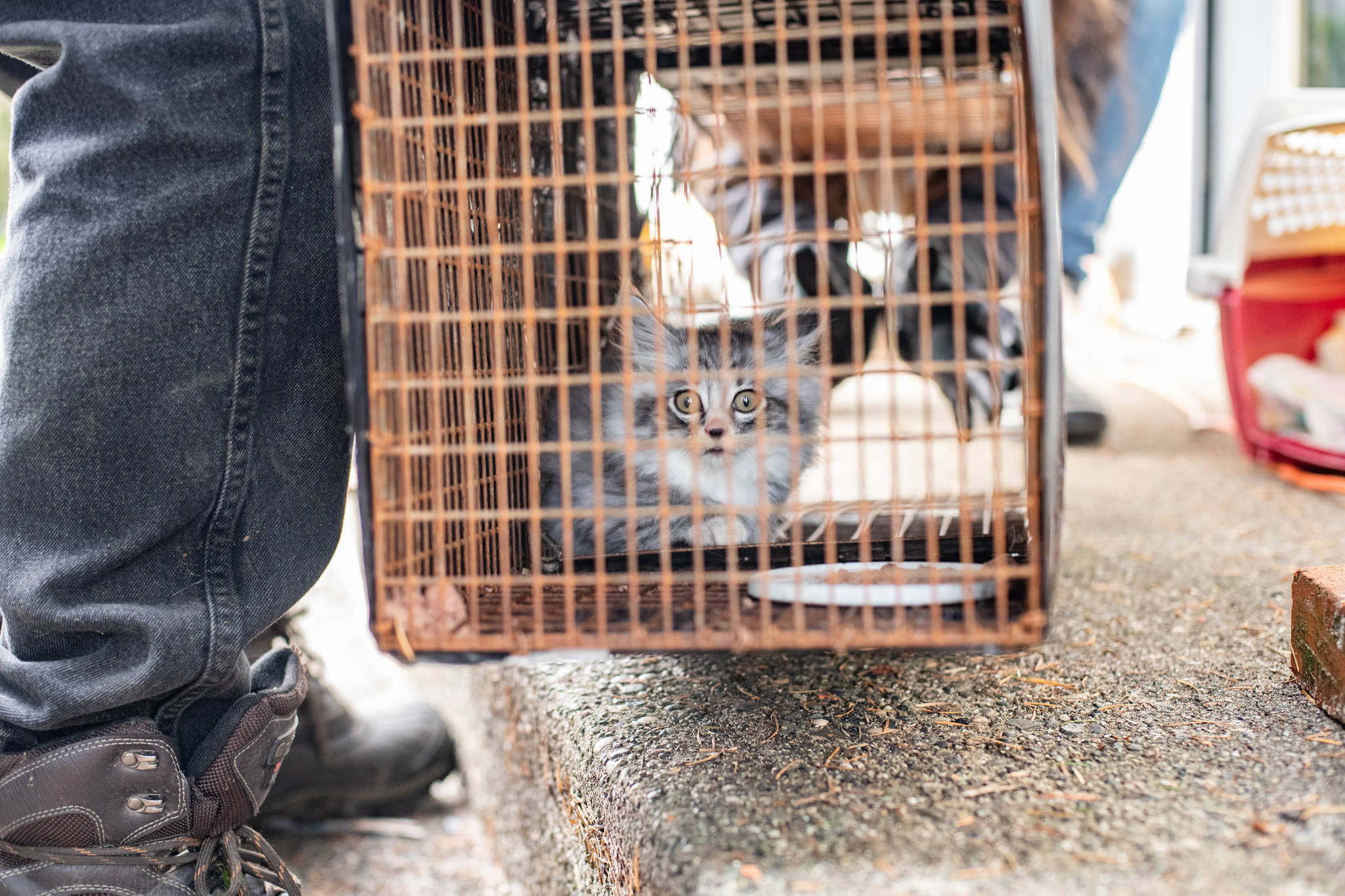VIDEO: Nearly 60 feral cats caught in one B.C. neighbourhood
