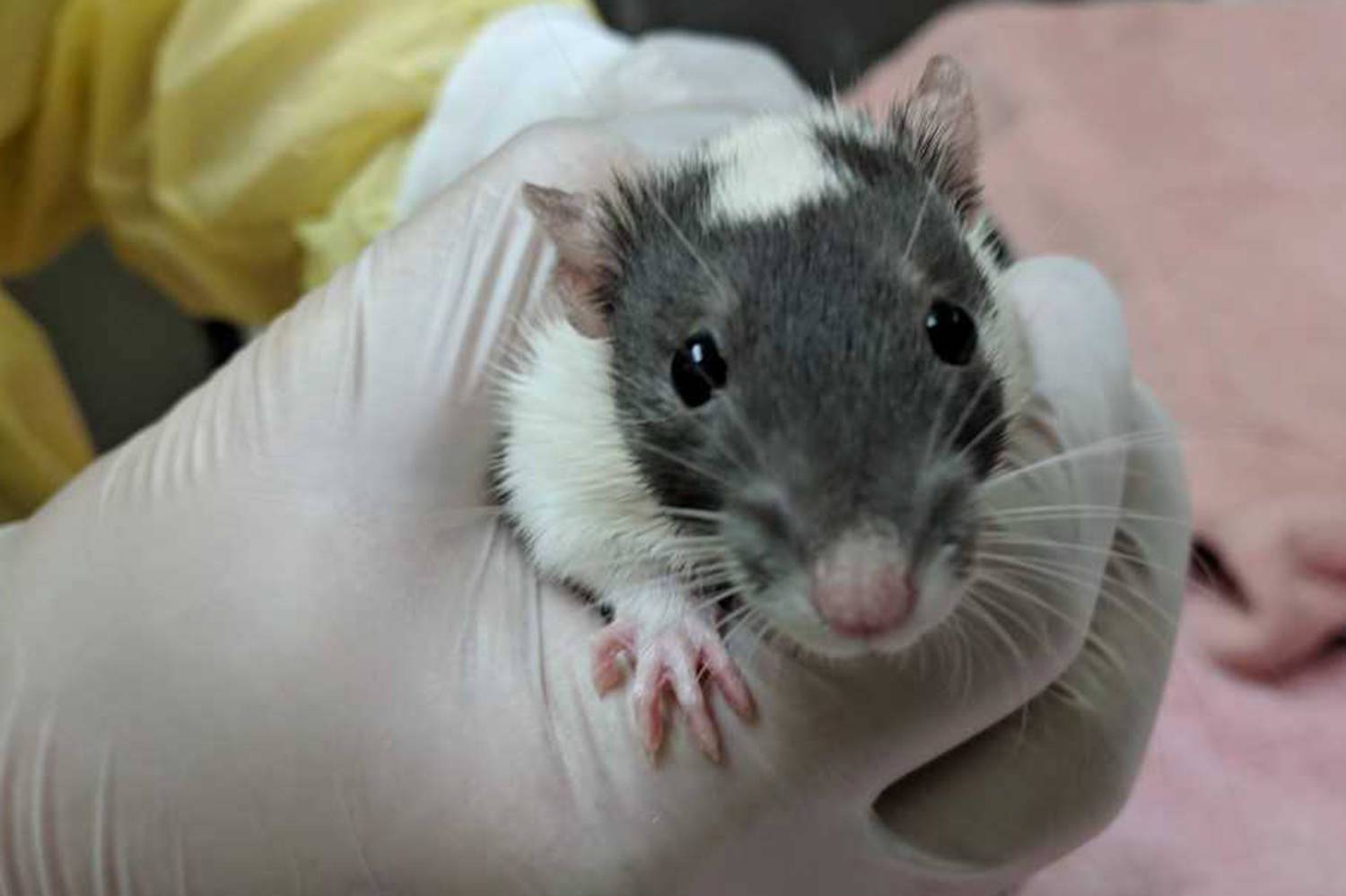 One of 97 rats turned into the SPCA on Friday. The domestic version of the animal are putting a strain on the local SPCA branch, which is in turn seeking for adoptions and also donations to help care for the animals. Submitted