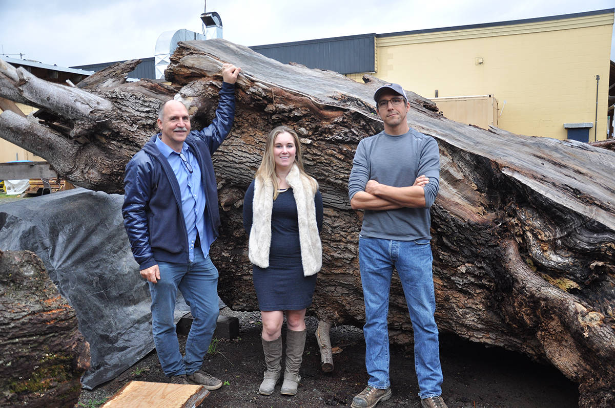 A massive, 200-year-old Maple tree will gradually be turned into numerous works of art. (Warren Goulding/Citizen)