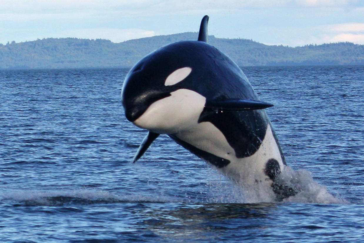 Whale watching companies in Victoria are raising their surcharges to support salmon conservation initiatives, and encouraging other businesses to do the same. (File photo)