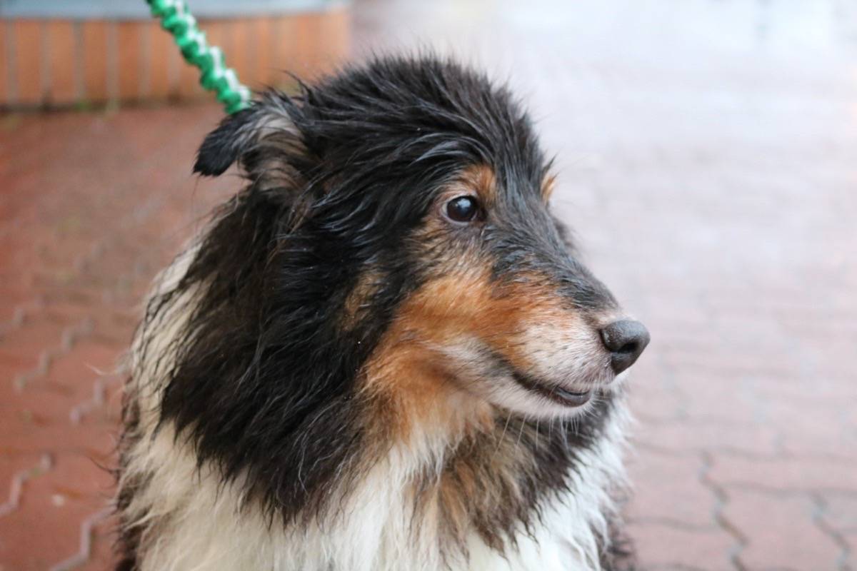 Cameron the Shetland sheepdog was wet after playing outside in Uplands Dog Park on Tuesday morning. Miranda Fatur Black Press